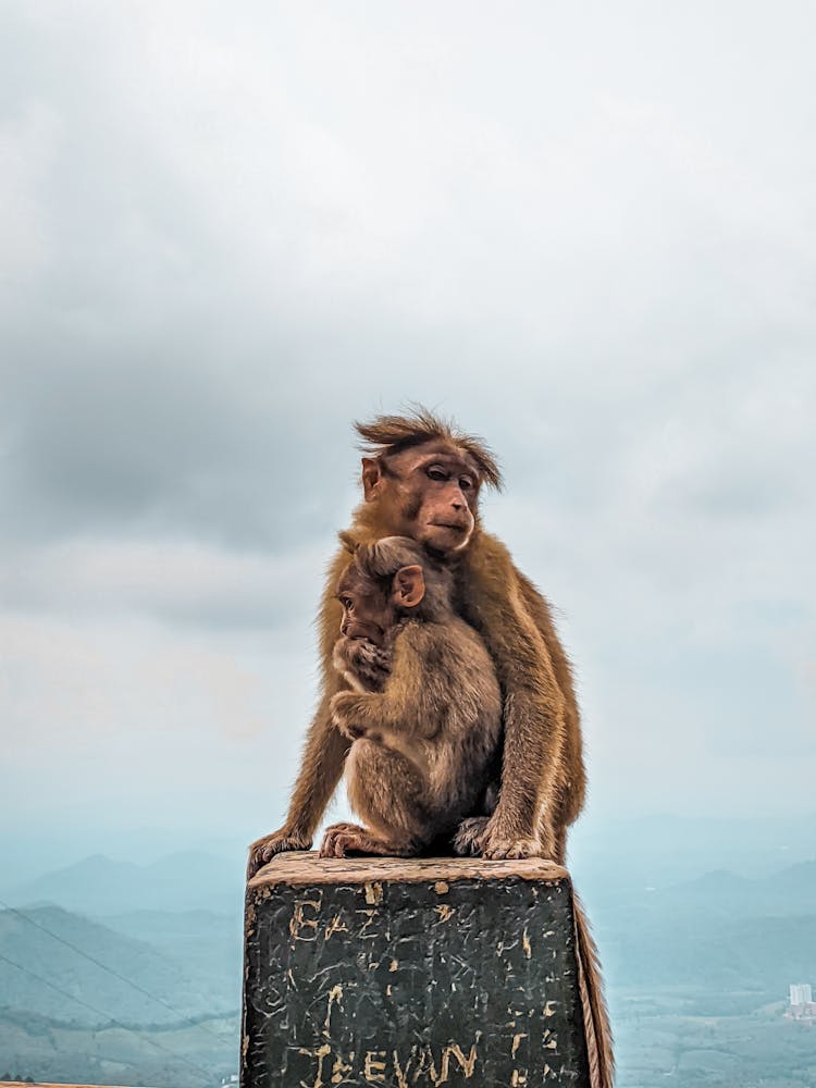  Mother And Child Monkey Sitting On Black Concrete Block