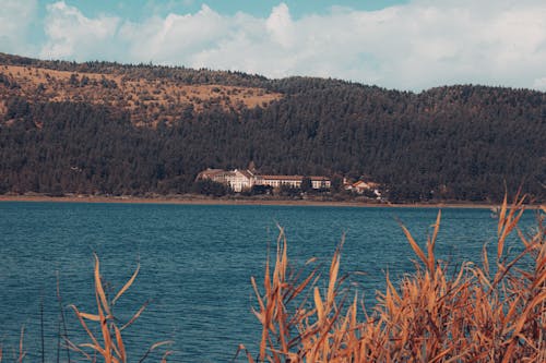 Foto profissional grátis de abanar, bolu, floresta