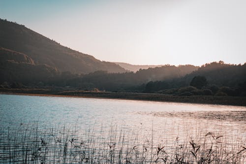 Foto profissional grátis de abanar, bolu, floresta