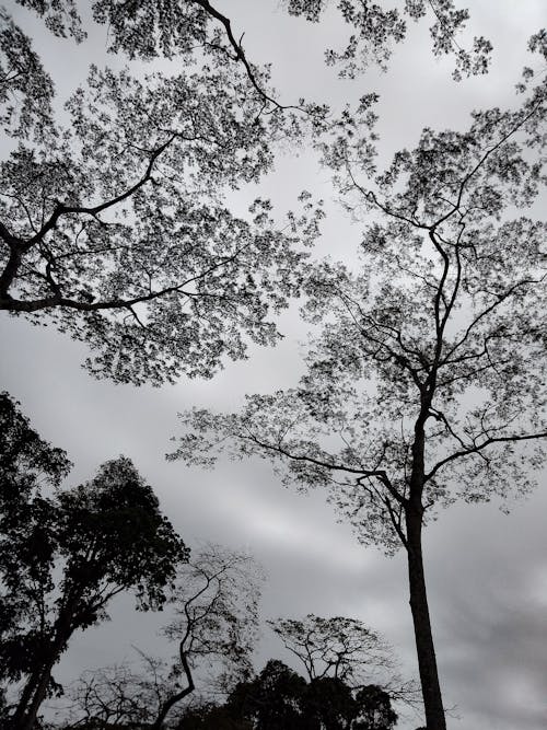 бесплатная Бесплатное стоковое фото с ветви, деревья, листья Стоковое фото
