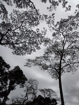 Silhouetted trees with intricate branches stand tall against a moody overcast sky in Cebu City, Philippines.