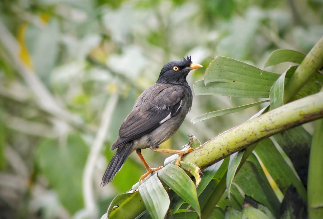 Gratis stockfoto met achtergrond wazig, bananenbladeren, dieren in het wild