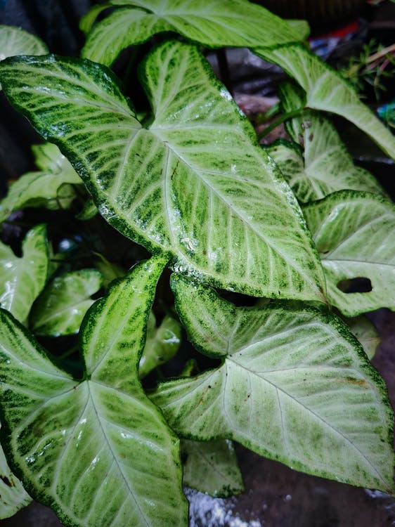 Photos gratuites de arbre vert, colocasia esculenta, eau sur feuille