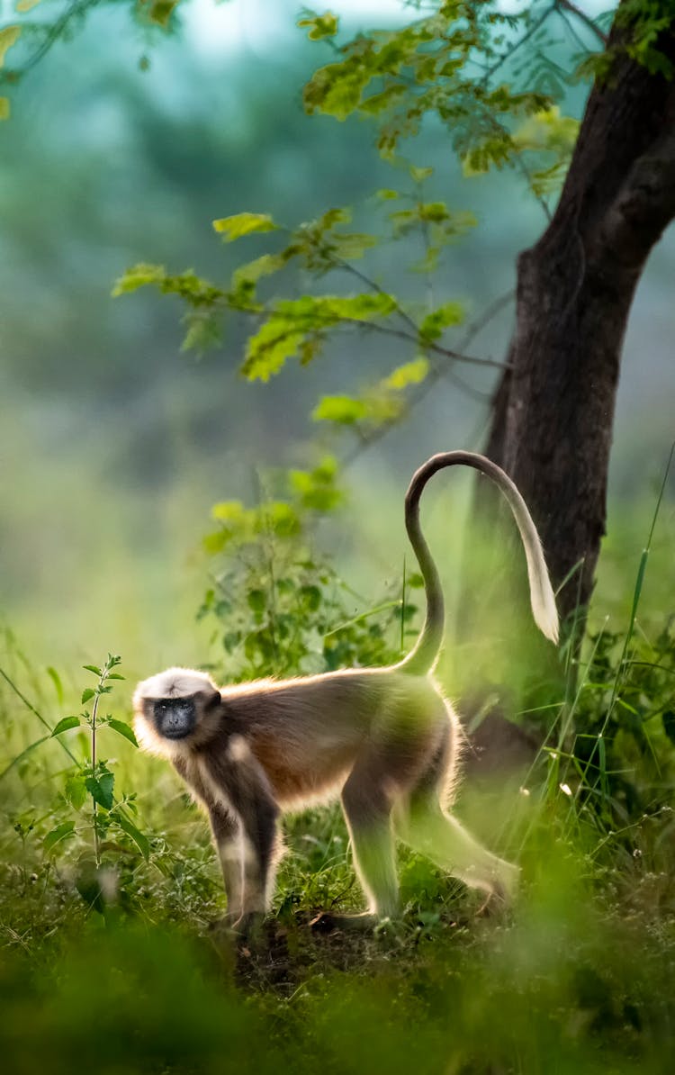 Langur Monkey Standing Near Tree In Forest In Sunny Day