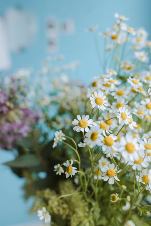 White Small Flowers in Close Up Photography