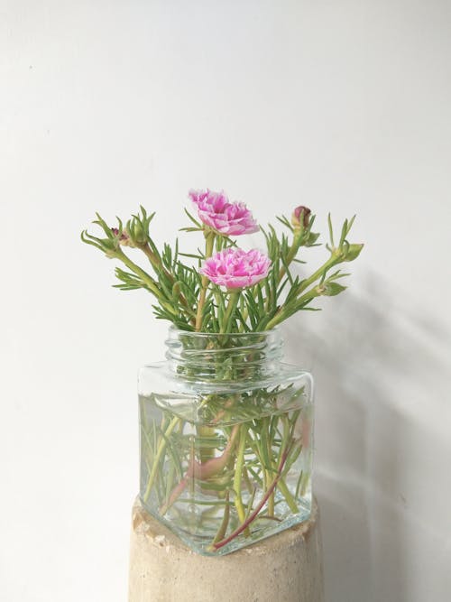 Free Pink Flowers in Clear Glass Jar Stock Photo