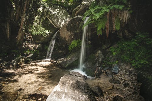 Gratis stockfoto met Bos, groene planten, grote rotsen