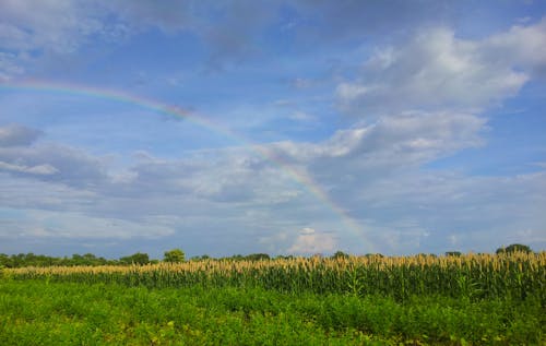 Foto profissional grátis de arco-íris, céu azul