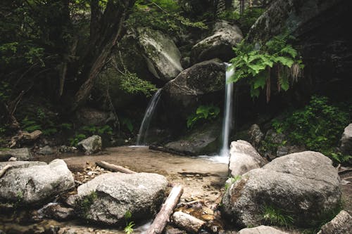 Foto d'estoc gratuïta de aigua, arbres, bosc