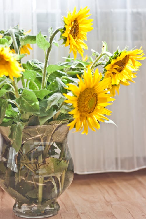 Free Sunflowers in a Vase Stock Photo