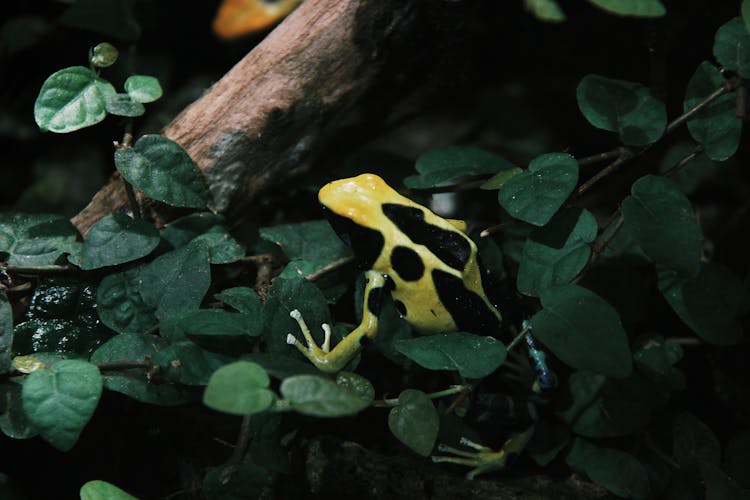 Yellow Poison-Banded Dart Frog