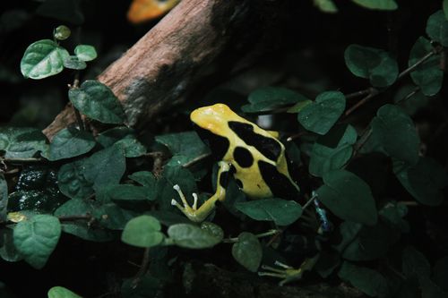 Free Close-up of a vibrant yellow and black poison dart frog nestled in green leaves. Stock Photo