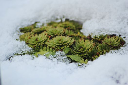 Close-up of green succulents peeking through snow, showcasing resilience in winter.