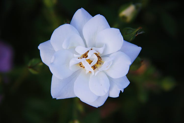 White Flower With Yellow Stigma