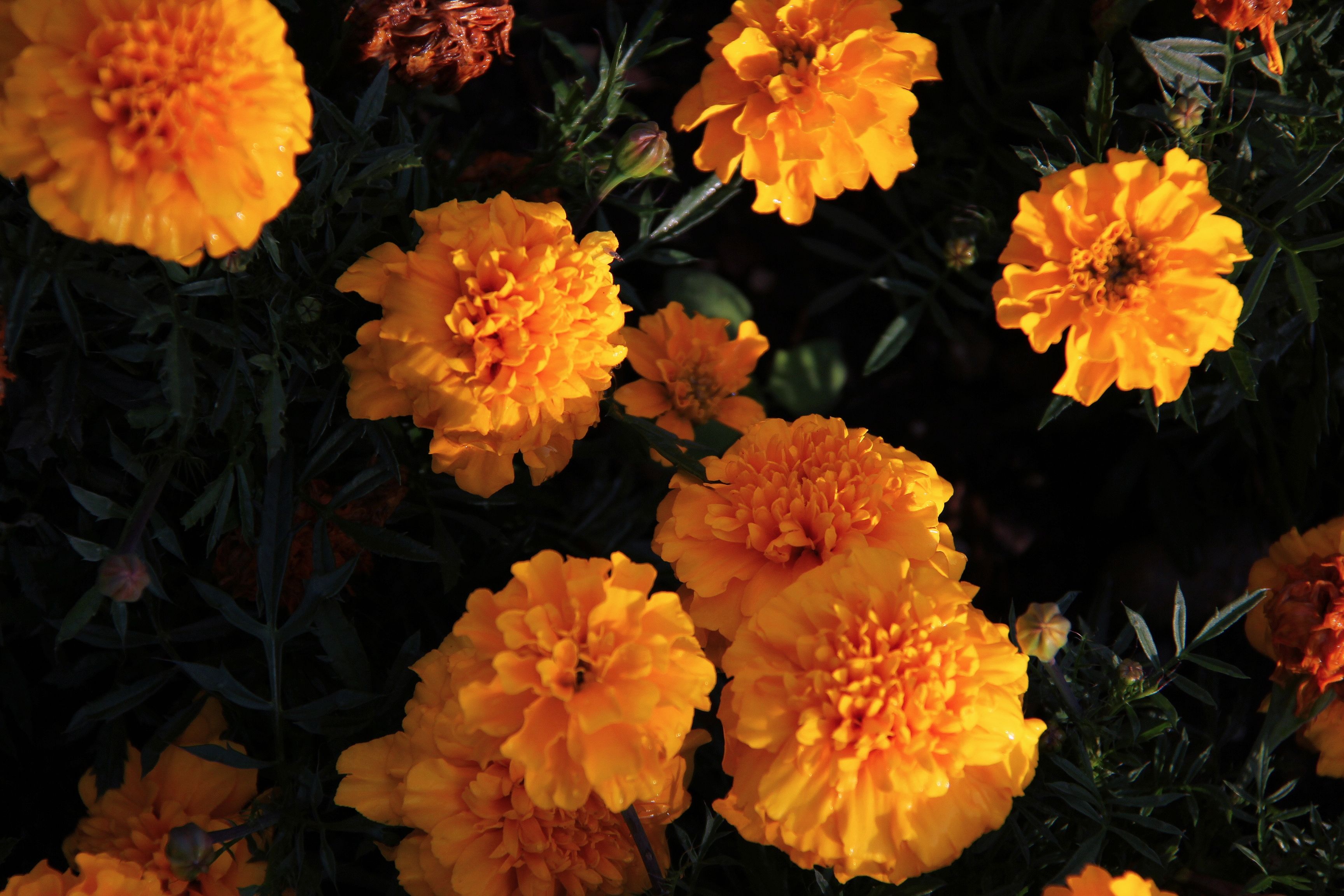 Seasonal Flower Planting - commercial property landscaping