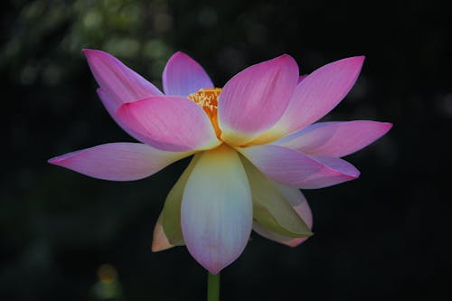Ilmainen kuvapankkikuva tunnisteilla "indian lotus", lähikuva, makrokuvaus Kuvapankkikuva