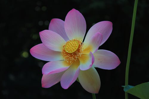 Безкоштовне стокове фото на тему «"indian lotus", nelumbo nucifera, Вибірковий фокус»