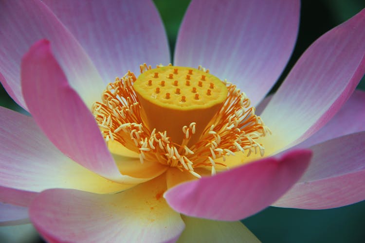 Close-Up Shot Of Nelumbo Nucifera