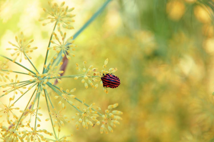 Bug Sitting On Yellow Flower