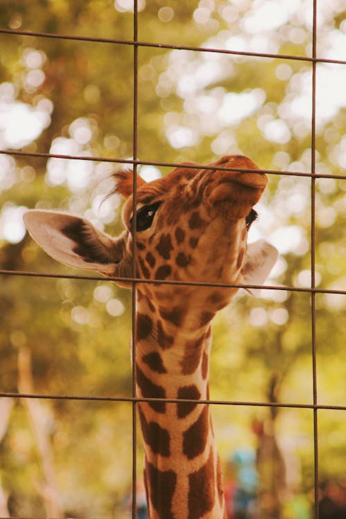 Close-Up Photo of Giraffe' Face