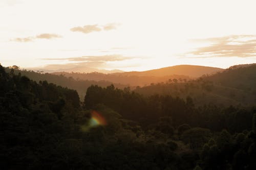 Foto profissional grátis de árvores, cenário, Hora dourada