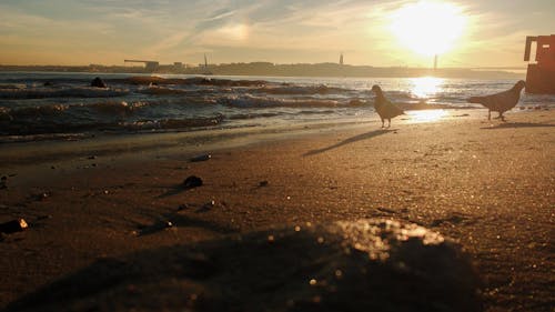 Gratis lagerfoto af bro, rock, sand