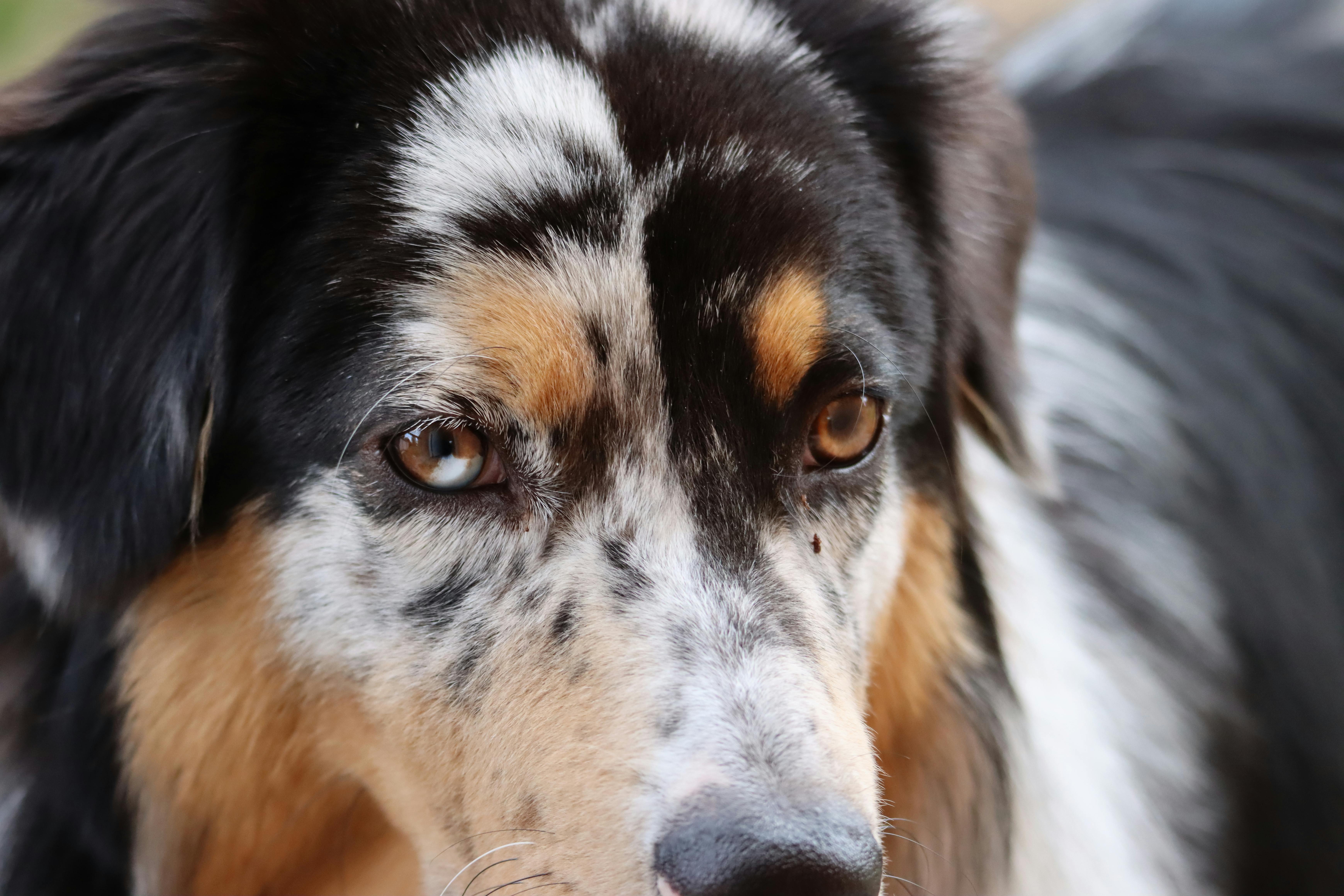 Miniature American Shepherd image