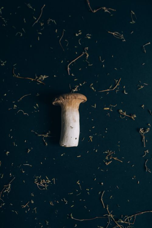 A single king oyster mushroom