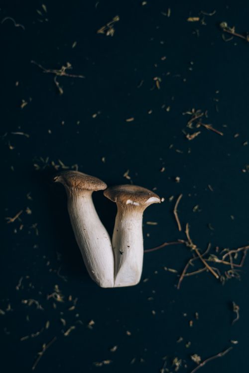 Free Close-up photo of king oyster mushrooms resting on a textured dark surface with organic debris. Stock Photo