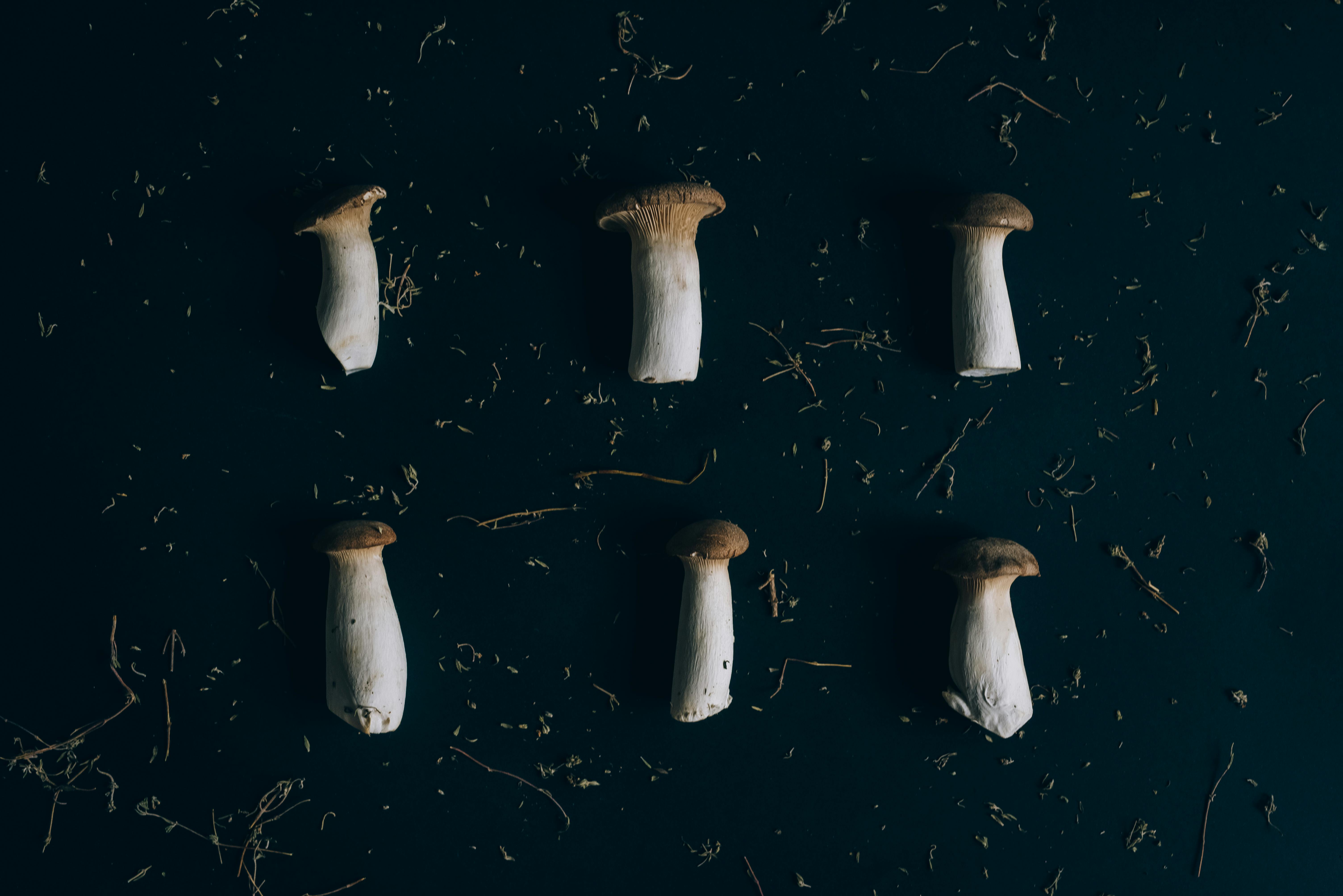 Edible Plants and Foraging: A Beginner's Guide