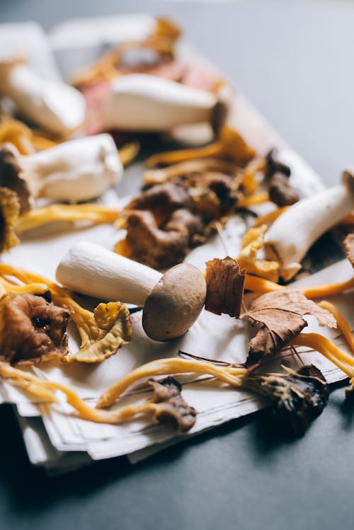 Mushrooms on Sheets of Paper on a Tray