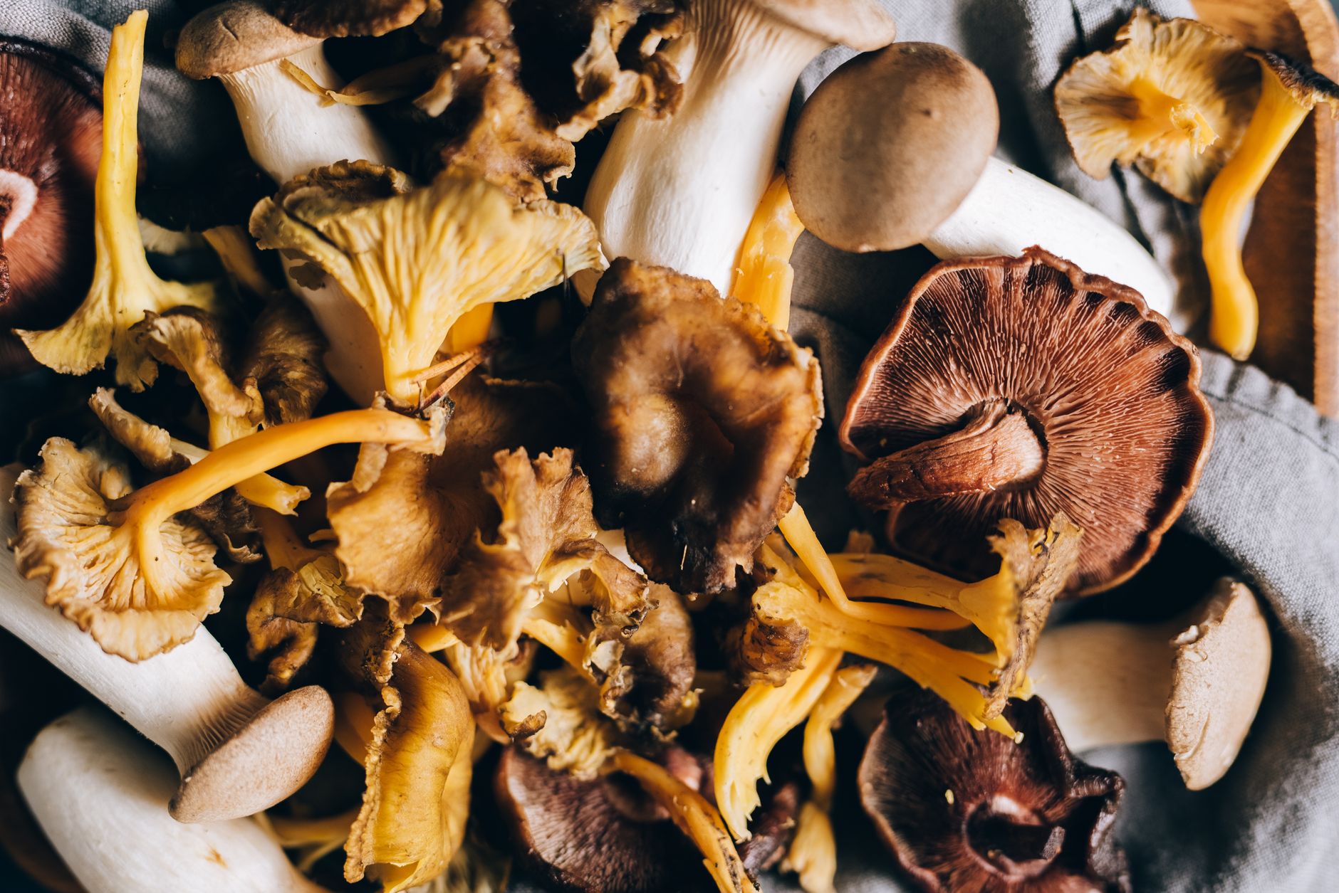 Dried mushrooms on fabric
