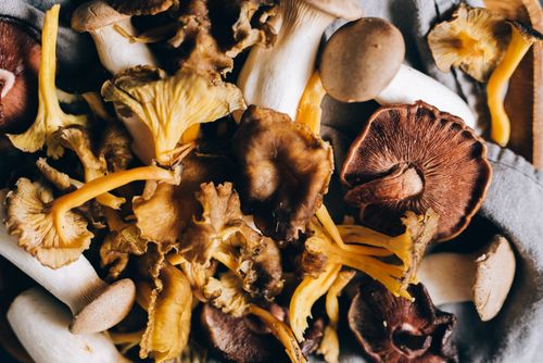 Dried wild mushrooms on fabric