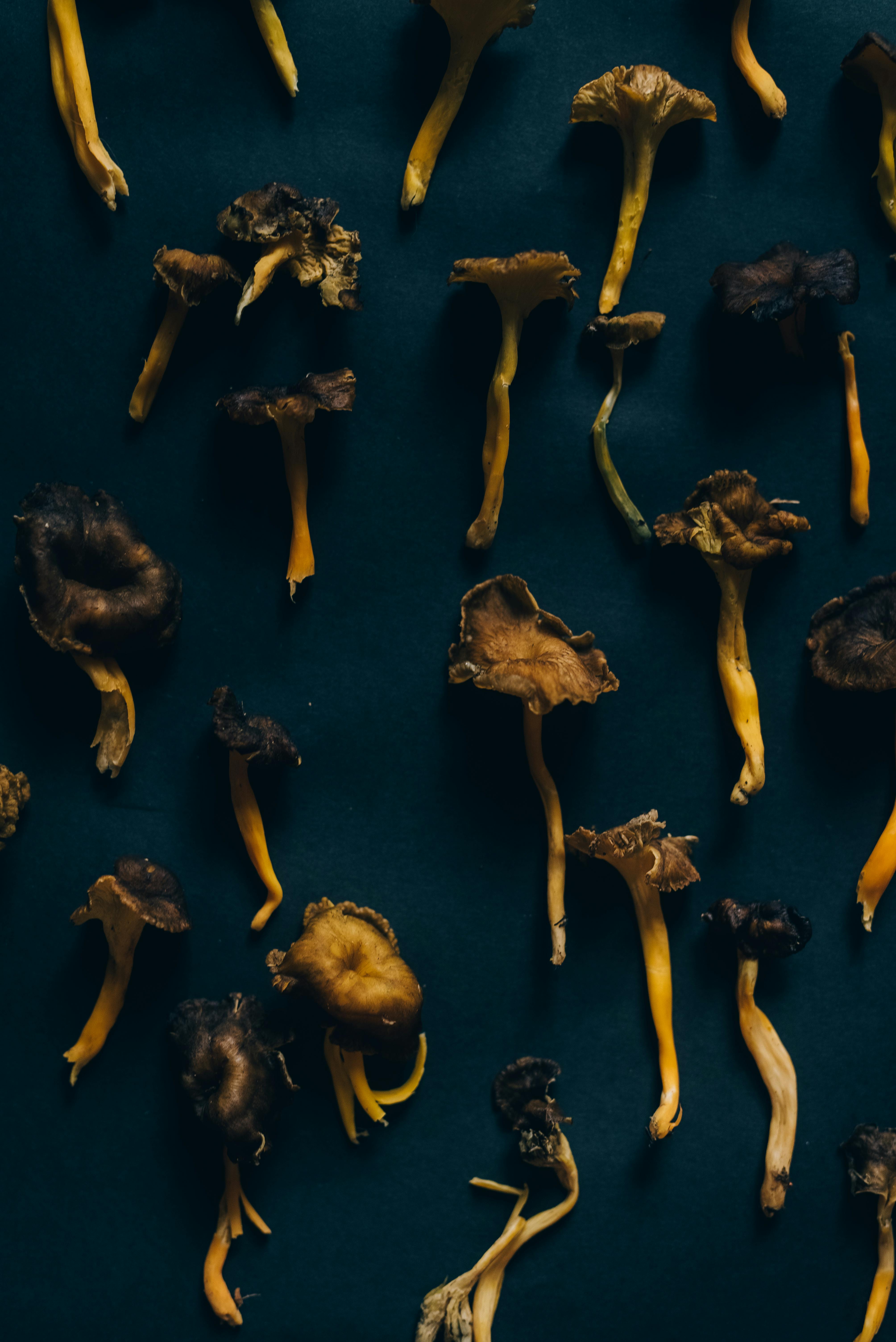 Detailed flat lay of dried chanterelle mushrooms on a dark surface.
