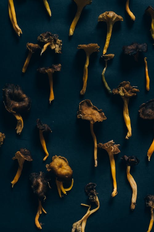 Dried Mushroom on Black Surface