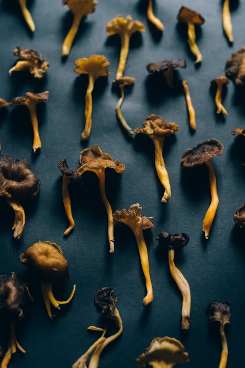 Mushrooms on Black Surface