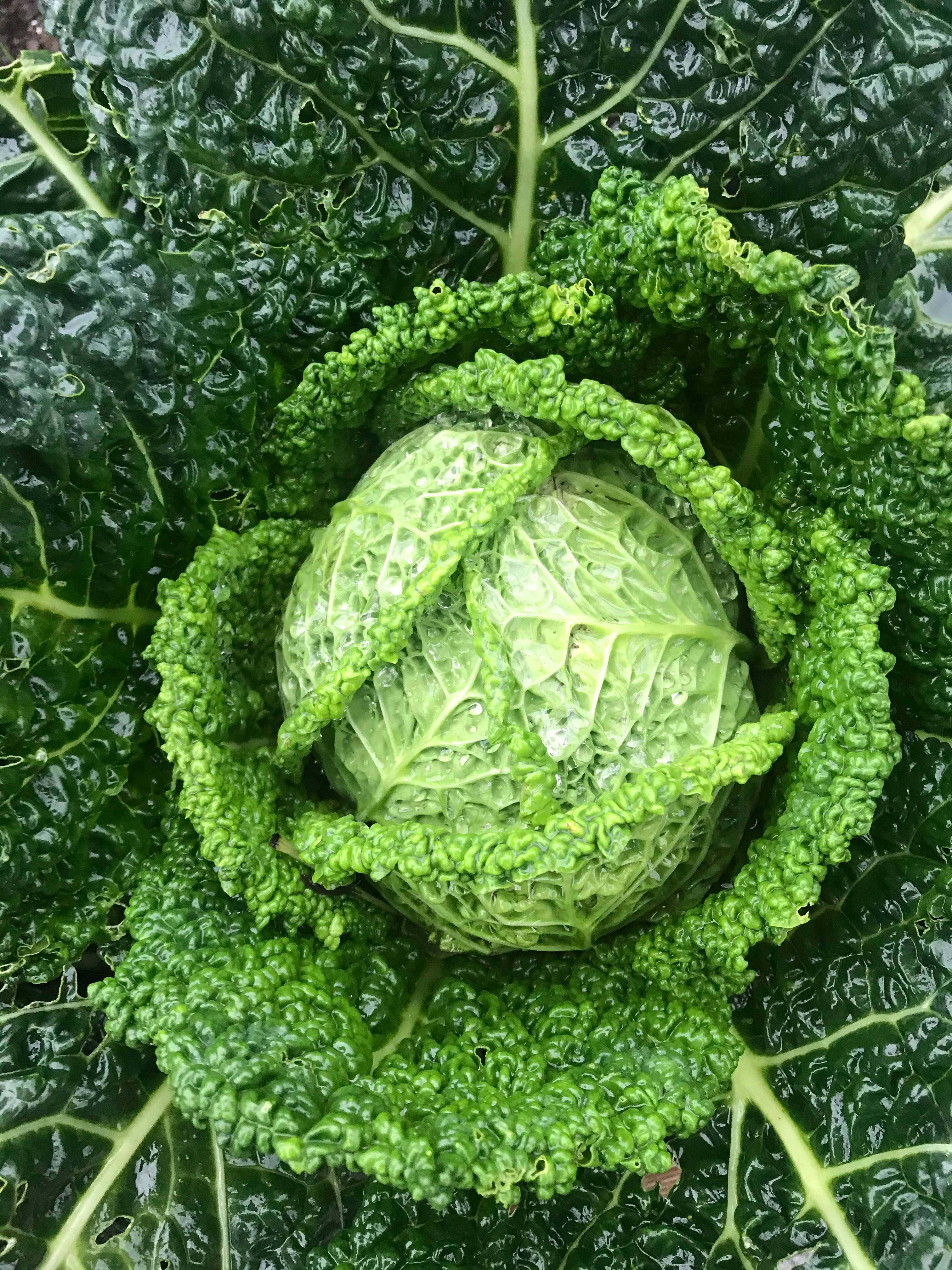 Free Photo of a Savoy Cabbage Stock Photo