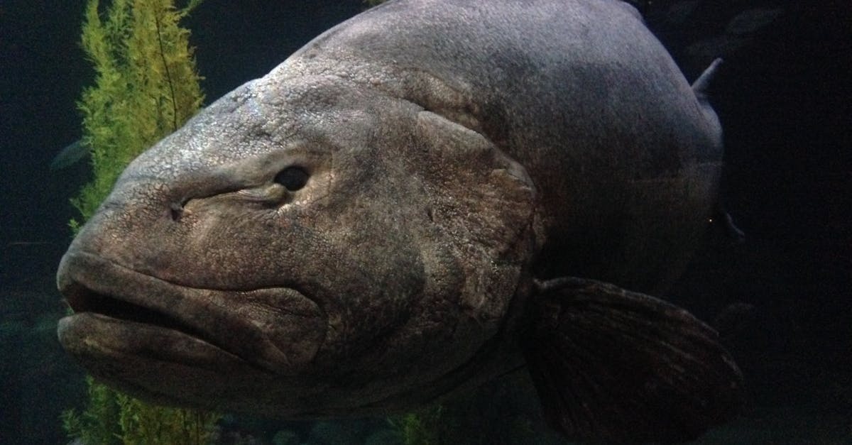 Free stock photo of aquarium, fish, ugly