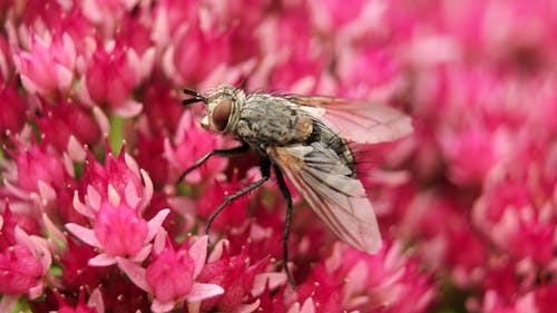 Macro Shot of a Fly on Pink Flowers