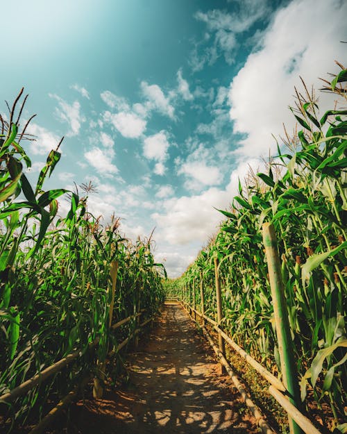 Foto d'estoc gratuïta de agricultura, blat de moro, camí