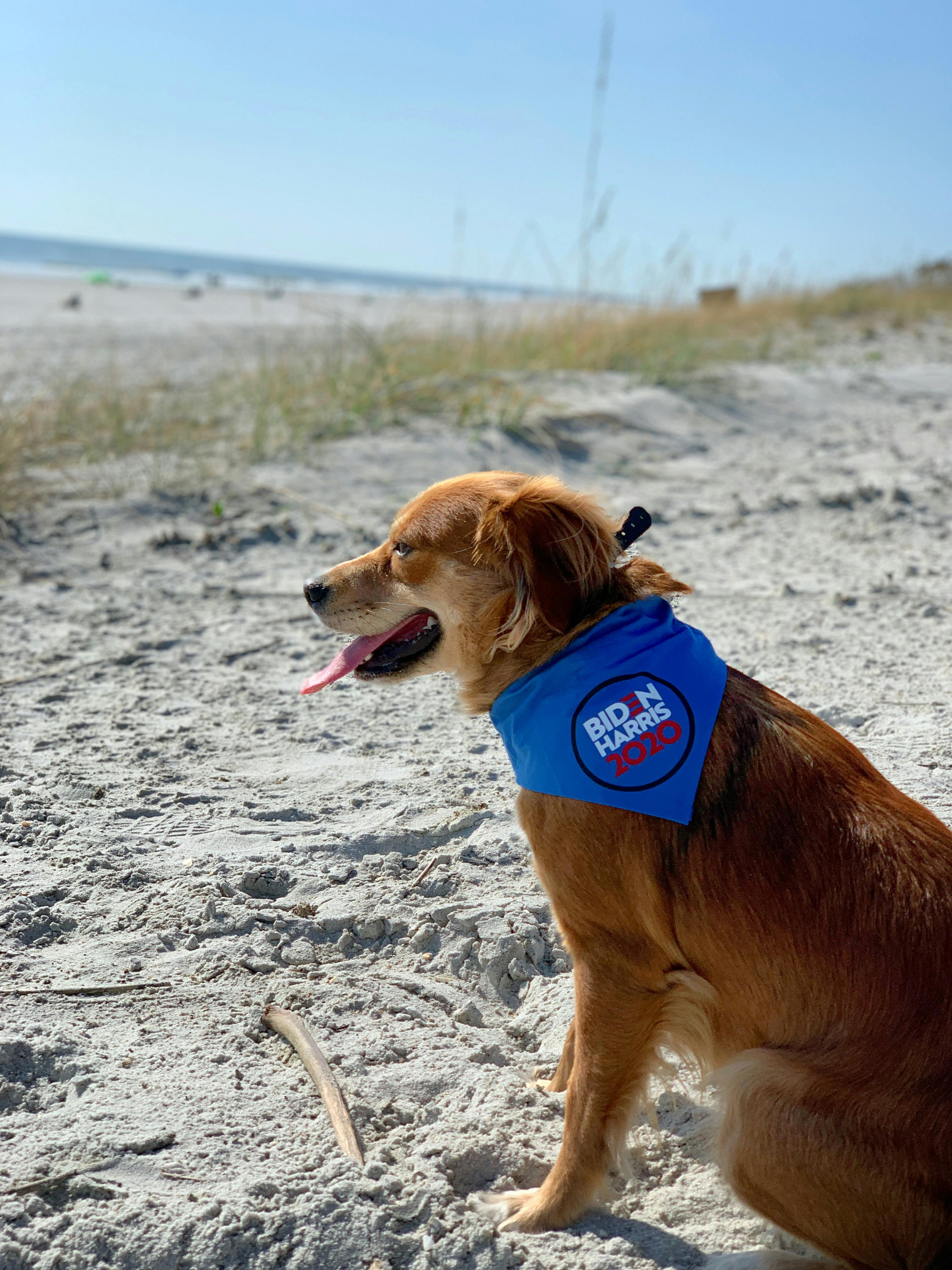 dog at the beach