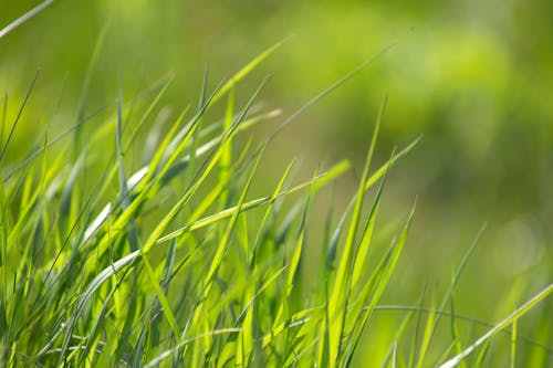 Kostenloses Stock Foto zu blätter, fokus, gras