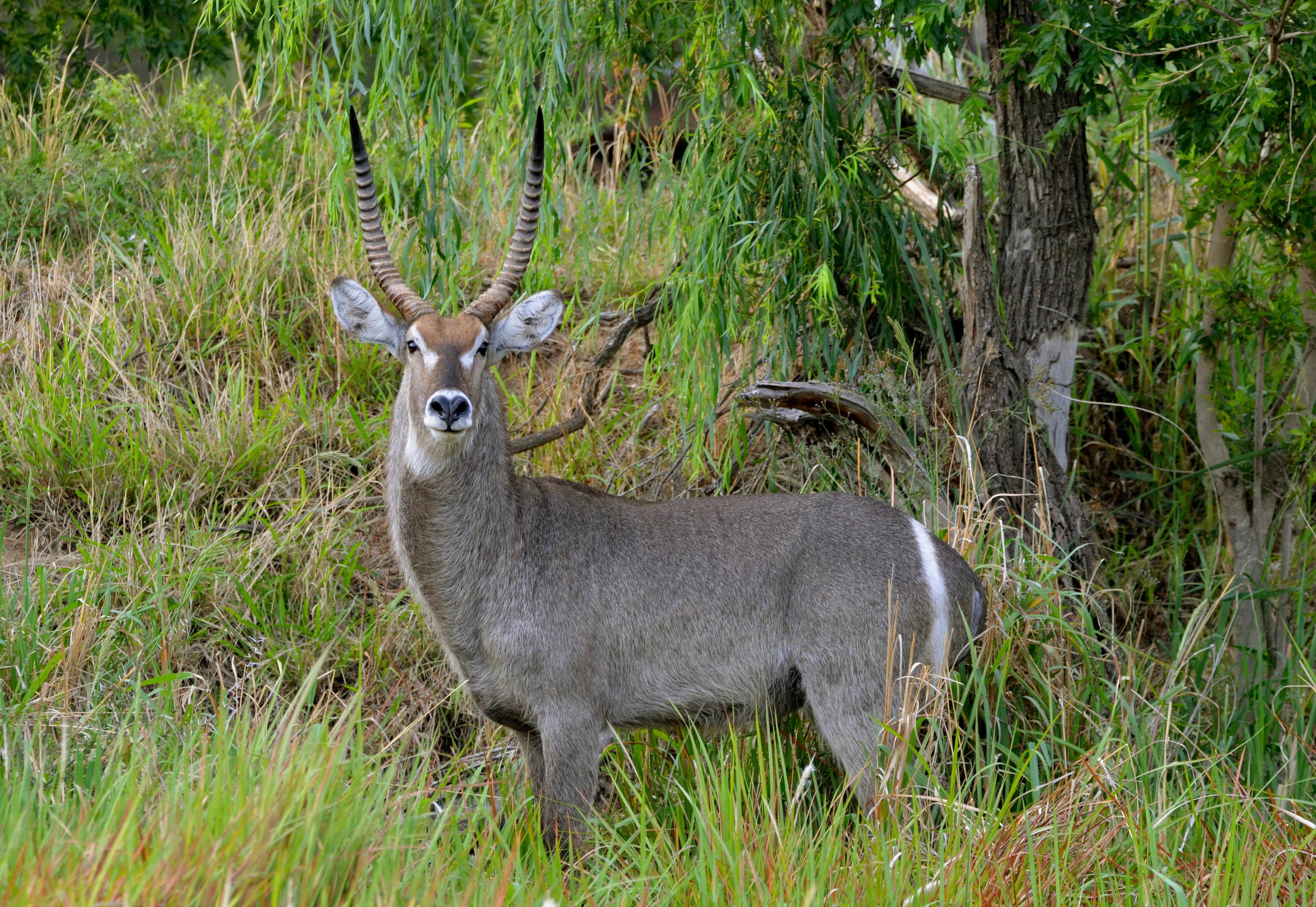 grátis Foto profissional grátis de África, animais selvagens, animal selvagem Foto profissional