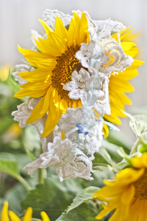 Garter on sunflower