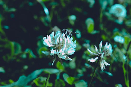 無料 白い花びらの花セレクティブフォーカス写真 写真素材