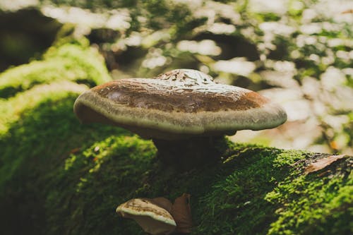 Brown Mushroom on Green Moss