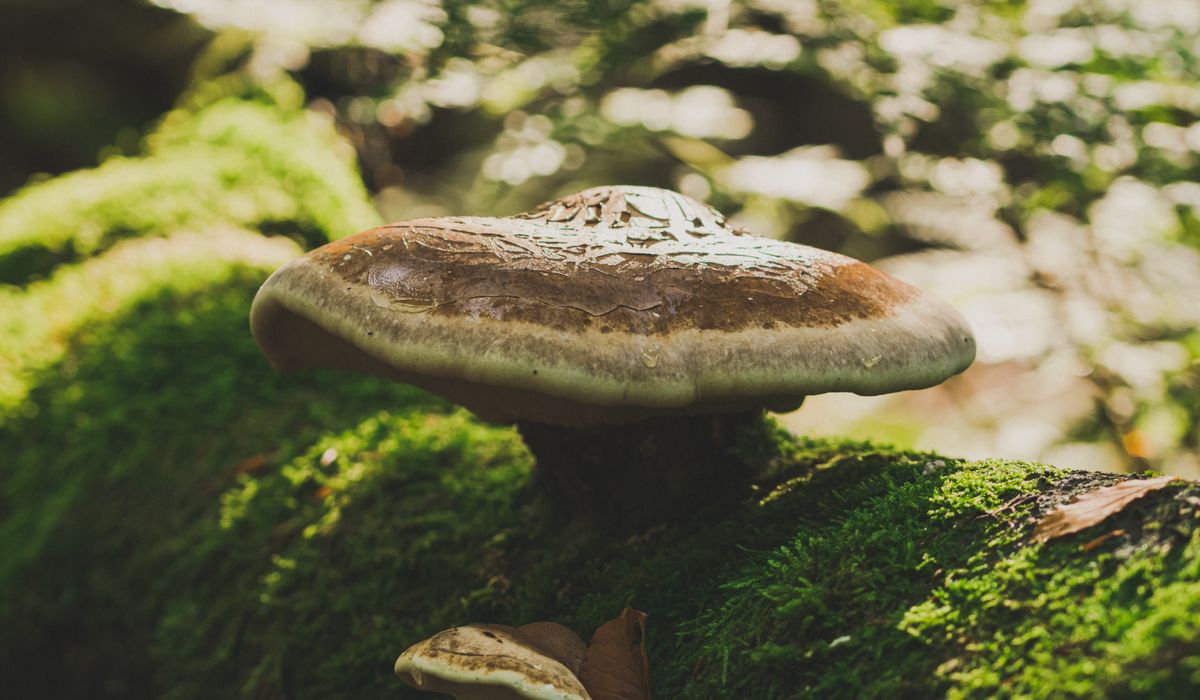 reishi image 2