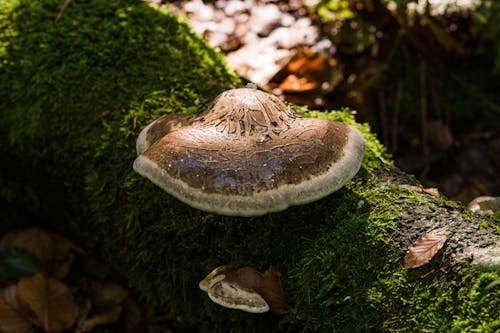 White Mushroom on Green Moss