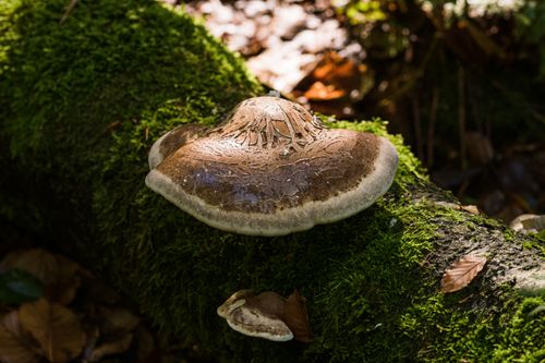 Free Close-up of a mushroom growing on a moss-covered log, capturing autumn's natural beauty. Stock Photo