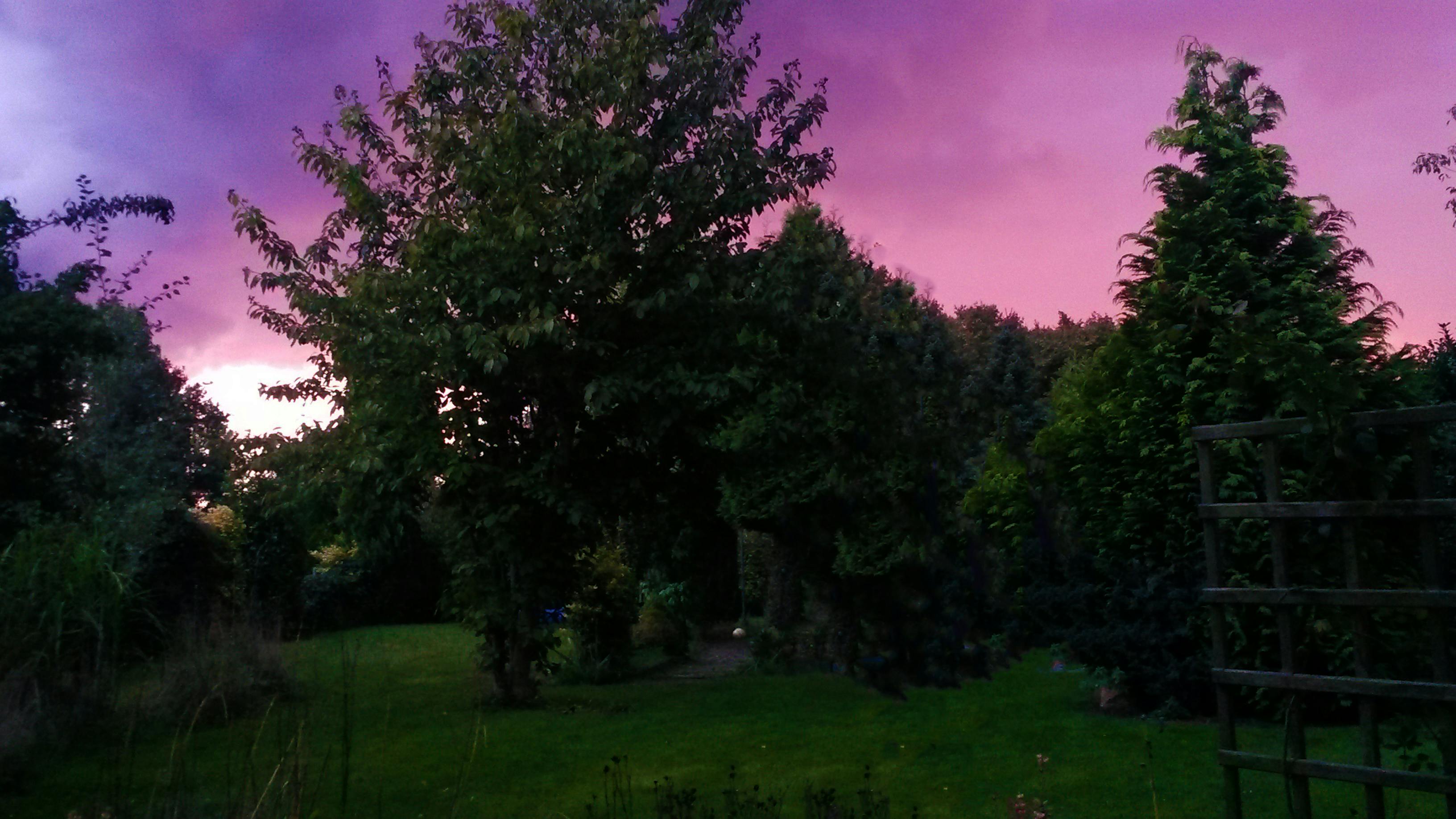 Free stock photo of evening sun, flower garden, garden